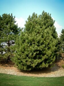 Сосна Чёрная (Pinus Nigra) купить по цене от 270.00р. в интернет-магазине «Посадика» с доставкой почтой в в Минусинске и по всей России – [изображение №1].