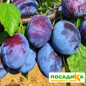 Слива Чачакская ранняя купить по цене от 229.00р. в интернет-магазине «Посадика» с доставкой почтой в в Минусинске и по всей России – [изображение №1].