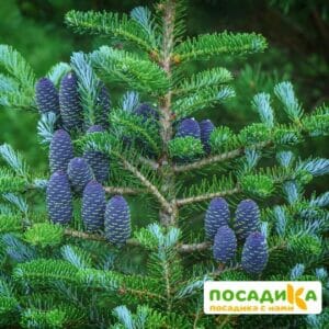 Пихта корейская (Abies koreana) купить по цене от 450.00р. в интернет-магазине «Посадика» с доставкой почтой в в Минусинске и по всей России – [изображение №1].