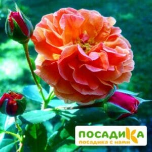 Роза Арабия купить по цене от 350.00р. в интернет-магазине «Посадика» с доставкой почтой в в Минусинске и по всей России – [изображение №1].