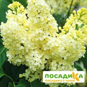 Сирень Примроуз (Primrose) купить по цене от 529.00р. в интернет-магазине «Посадика» с доставкой почтой в в Минусинске и по всей России – [изображение №1].