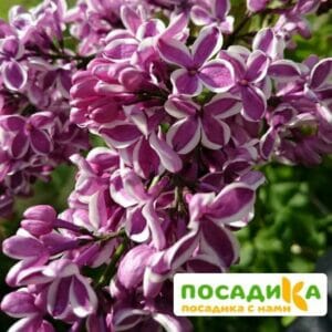 Сирень Сенсация купить по цене от 529.00р. в интернет-магазине «Посадика» с доставкой почтой в в Минусинске и по всей России – [изображение №1].