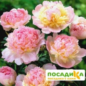 Пион Распберри Сандей (Paeonia Raspberry Sundae) купить по цене от 959р. в интернет-магазине «Посадика» с доставкой почтой в в Минусинске и по всей России – [изображение №1].