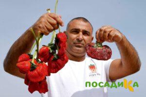 Клубника Гигант Джорнея купить по цене от 266р. в интернет-магазине «Посадика» с доставкой почтой в в Минусинске и по всей России – [изображение №1].