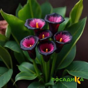 Калла Аура Лейс купить по цене от 400р. в интернет-магазине «Посадика» с доставкой почтой в в Минусинске и по всей России – [изображение №1].
