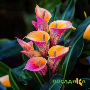 Калла Оникс купить по цене от 450р. в интернет-магазине «Посадика» с доставкой почтой в в Минусинске и по всей России – [изображение №1].