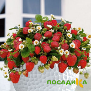 Клубника Рубиновый Шепот (горшечная) купить по цене от 240р. в интернет-магазине «Посадика» с доставкой почтой в в Минусинске и по всей России – [изображение №1].