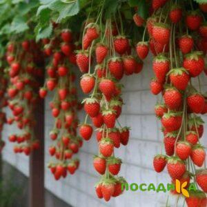 Клубника вьющаяся Комплимент купить по цене от 470р. в интернет-магазине «Посадика» с доставкой почтой в в Минусинске и по всей России – [изображение №1].