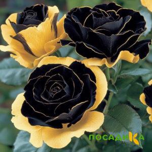 Роза Ханни Сикл купить по цене от 700р. в интернет-магазине «Посадика» с доставкой почтой в в Минусинске и по всей России – [изображение №1].