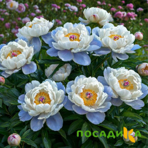 Пион акварельный Этюд купить по цене от 806р. в интернет-магазине «Посадика» с доставкой почтой в в Минусинске и по всей России – [изображение №1].