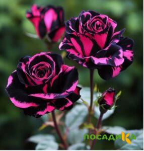 Роза Багровый Шепот купить по цене от 366р. в интернет-магазине «Посадика» с доставкой почтой в в Минусинске и по всей России – [изображение №1].