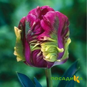 Тюльпан Экзотик Хэвен купить по цене от 186р. в интернет-магазине «Посадика» с доставкой почтой в в Минусинске и по всей России – [изображение №1].