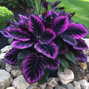 Хоста Люминоза купить по цене от 450р. в интернет-магазине «Посадика» с доставкой почтой в в Минусинске и по всей России – [изображение №1].