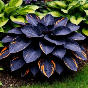 Хоста Умбра купить по цене от 349р. в интернет-магазине «Посадика» с доставкой почтой в в Минусинске и по всей России – [изображение №1].