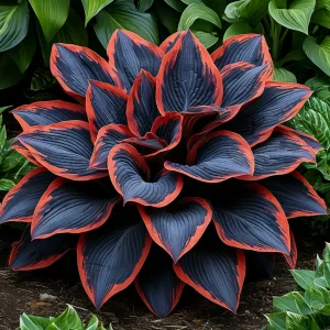 Хоста Солнечный Агат купить по цене от 440р. в интернет-магазине «Посадика» с доставкой почтой в в Минусинске и по всей России – [изображение №1].