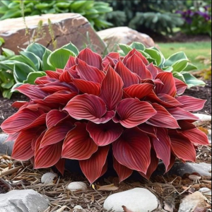 Хоста Рэд Эйнджл купить по цене от 549р. в интернет-магазине «Посадика» с доставкой почтой в в Минусинске и по всей России – [изображение №1].