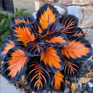 Хоста Сикрет Форест купить по цене от 601р. в интернет-магазине «Посадика» с доставкой почтой в в Минусинске и по всей России – [изображение №1].