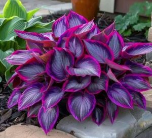 Хоста Сикрет Гарденс купить по цене от 549р. в интернет-магазине «Посадика» с доставкой почтой в в Минусинске и по всей России – [изображение №1].