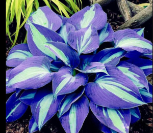 Хоста Аурелия купить по цене от 450р. в интернет-магазине «Посадика» с доставкой почтой в в Минусинске и по всей России – [изображение №1].